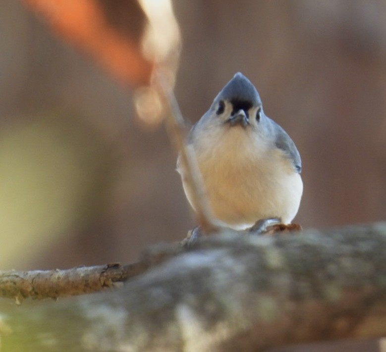 Tufted Titmouse - ML646002151