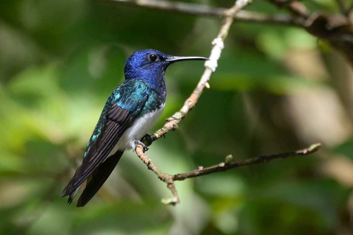White-necked Jacobin - ML646002152