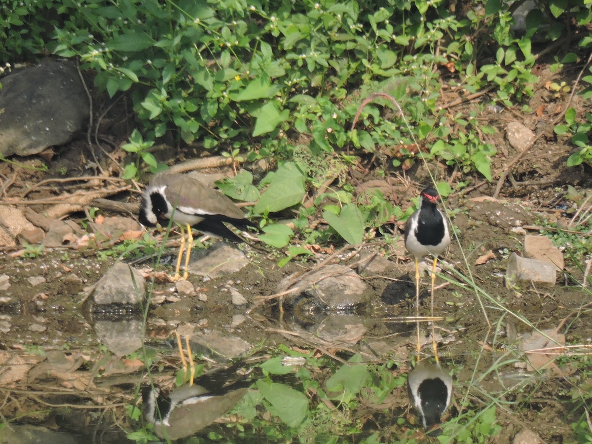 Red-wattled Lapwing - ML646002156