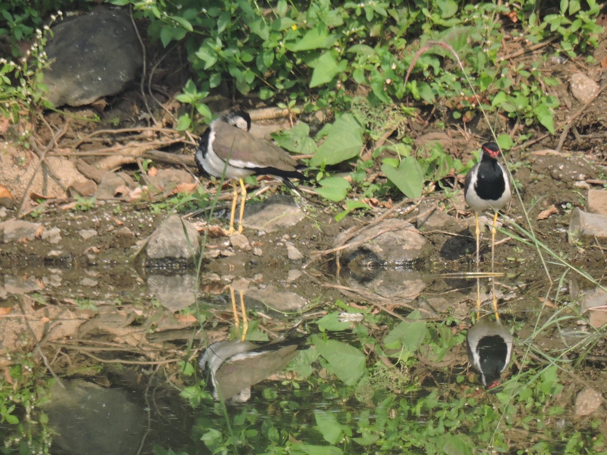 Red-wattled Lapwing - ML646002157
