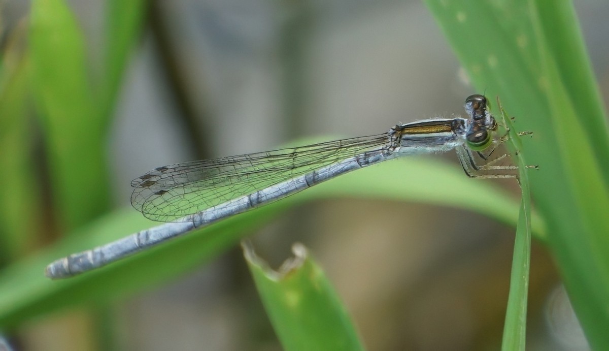 Citrine Forktail - ML646002162