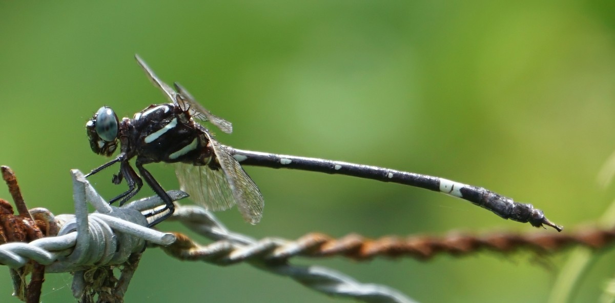 Two-striped Leaftail - ML646002164