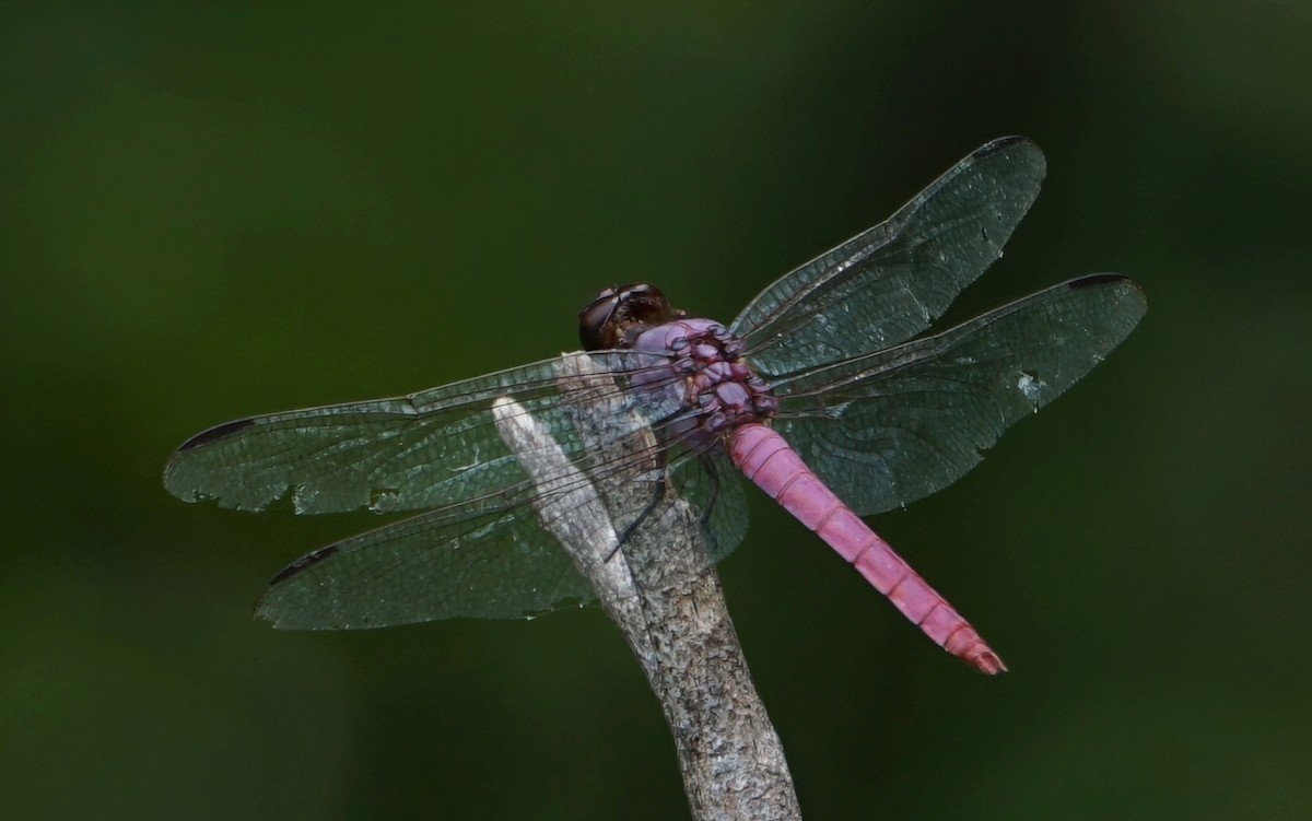 Roseate Skimmer - ML646002165