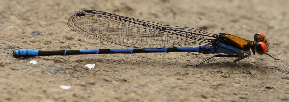 Fiery-eyed Dancer - ML646002167