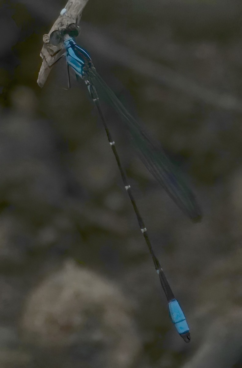 Nathalia Shadowdamsel - ML646002168