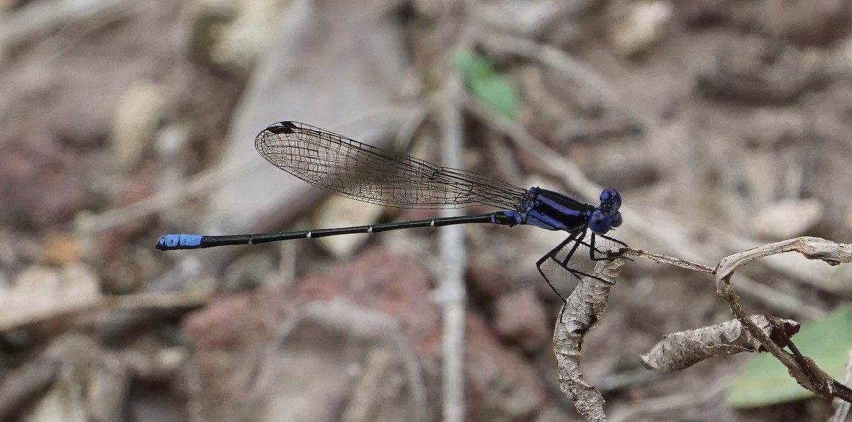 Purple Dancer - ML646002169