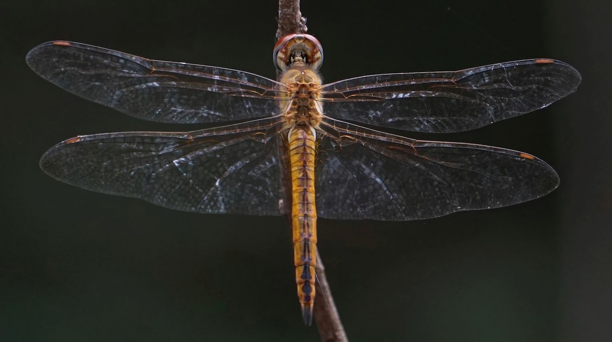 Wandering Glider - ML646002171