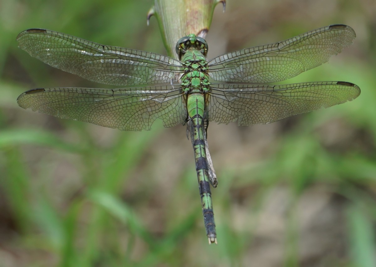 Great Pondhawk - ML646002172