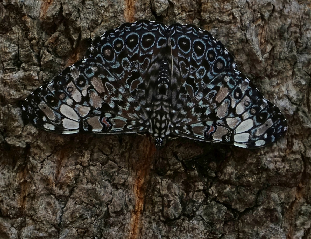 Gray Cracker - ML646002173