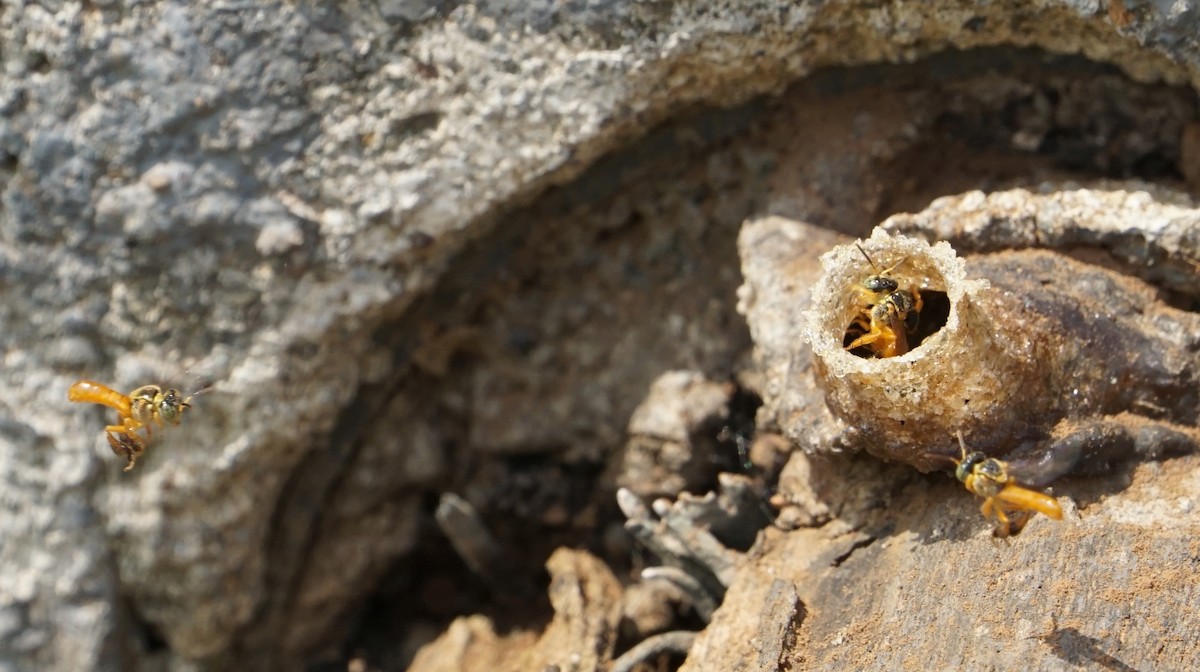 Insects - ML646002174