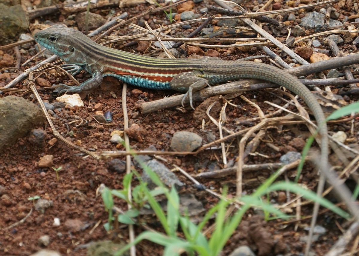 Blackbelly Racerunner - ML646002177