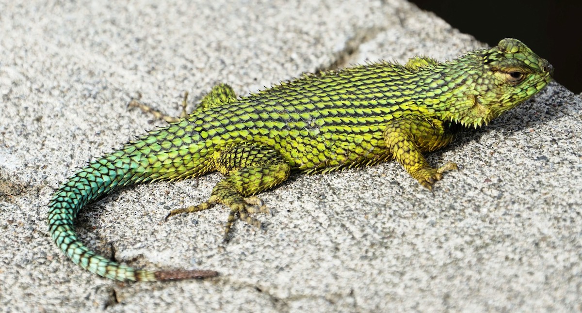 Emerald Swift - ML646002178