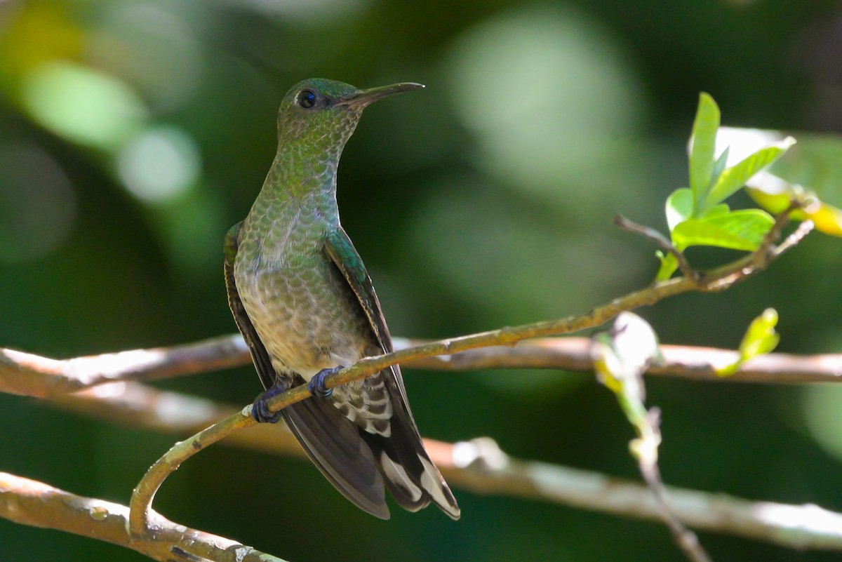 kolibřík skvrnitoprsý - ML646002182