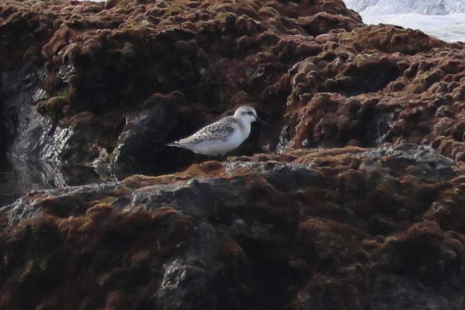 Txirri zuria - ML646002183