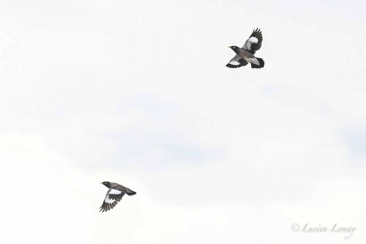 Майна індійська - ML646002186