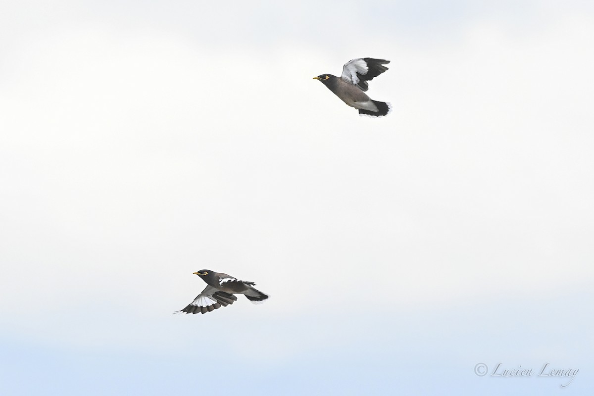 Майна індійська - ML646002195