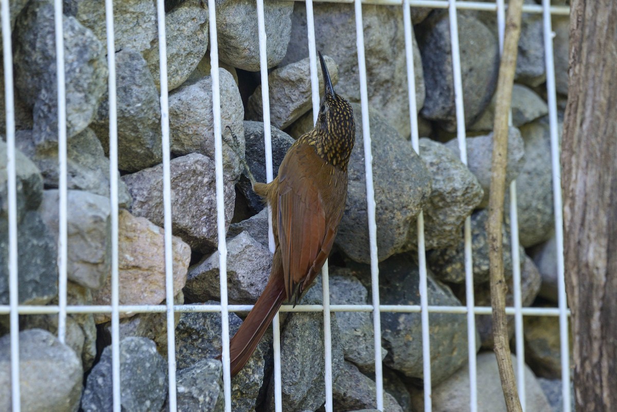 Cocoa Woodcreeper - ML646002196