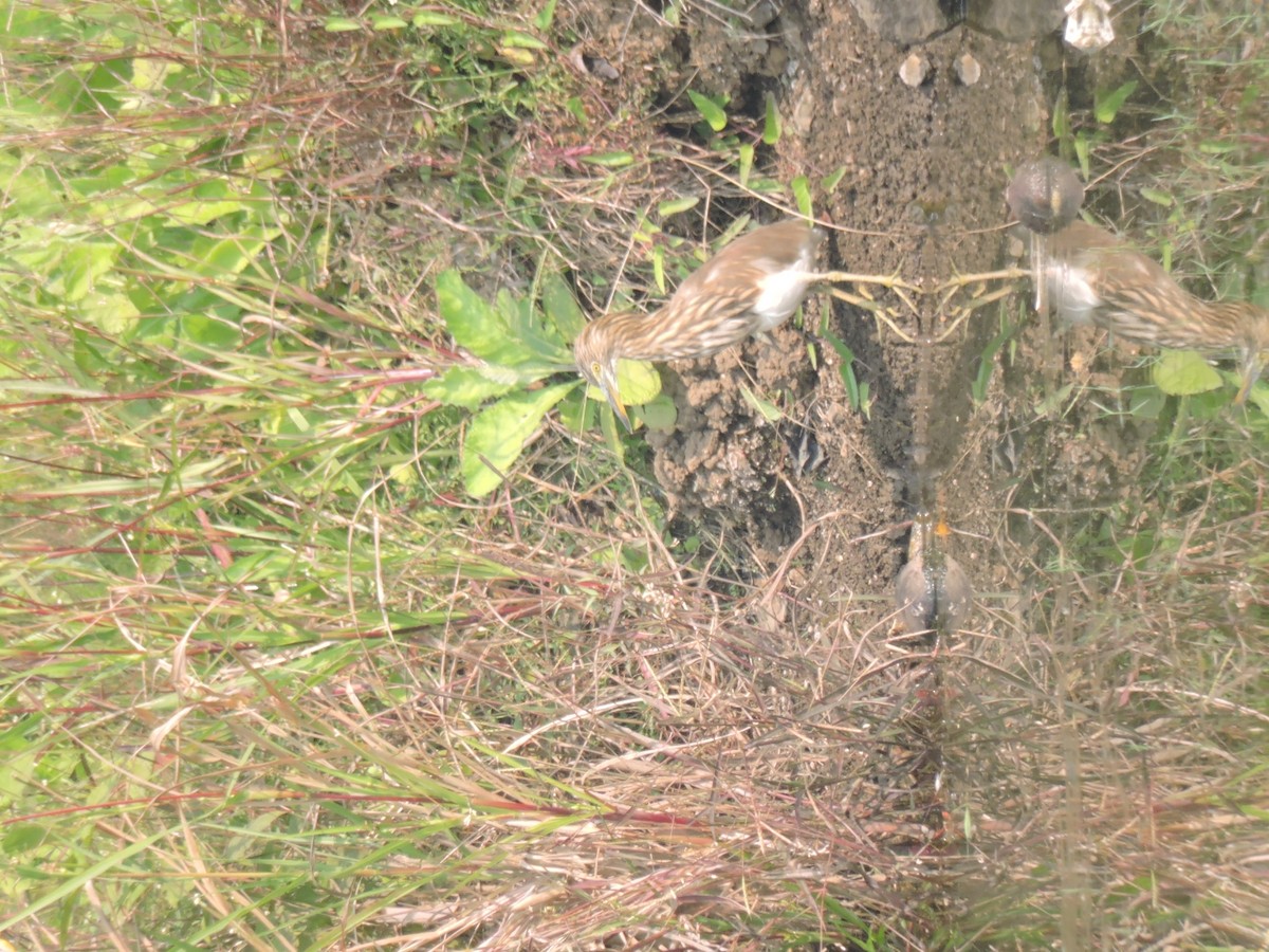 Indian Pond-Heron - ML646002197