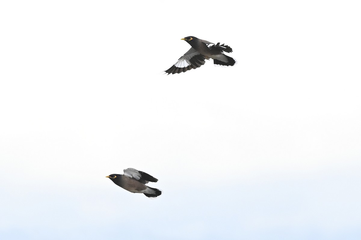 Майна індійська - ML646002205