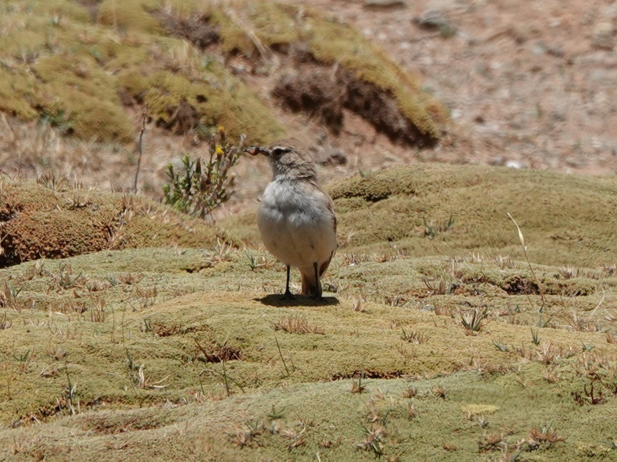 Puna Miner - ML646002224