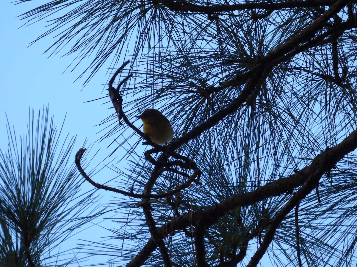 Kiefernwaldsänger - ML646002225