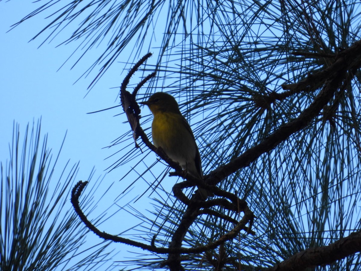 Kiefernwaldsänger - ML646002226