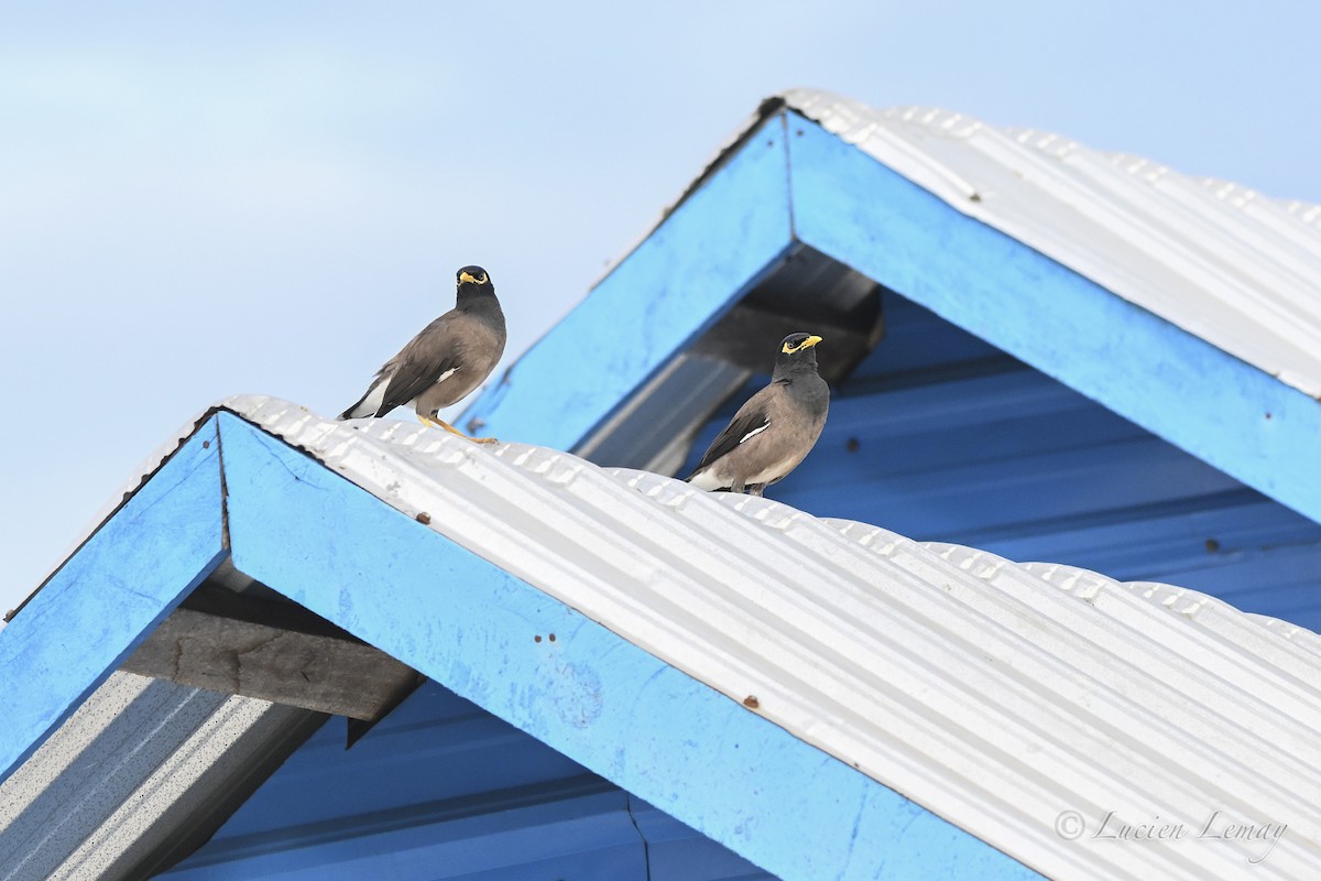 Майна індійська - ML646002227