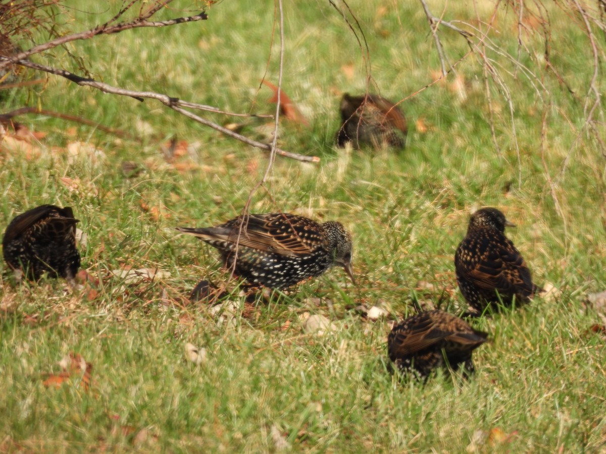 European Starling - ML646002232
