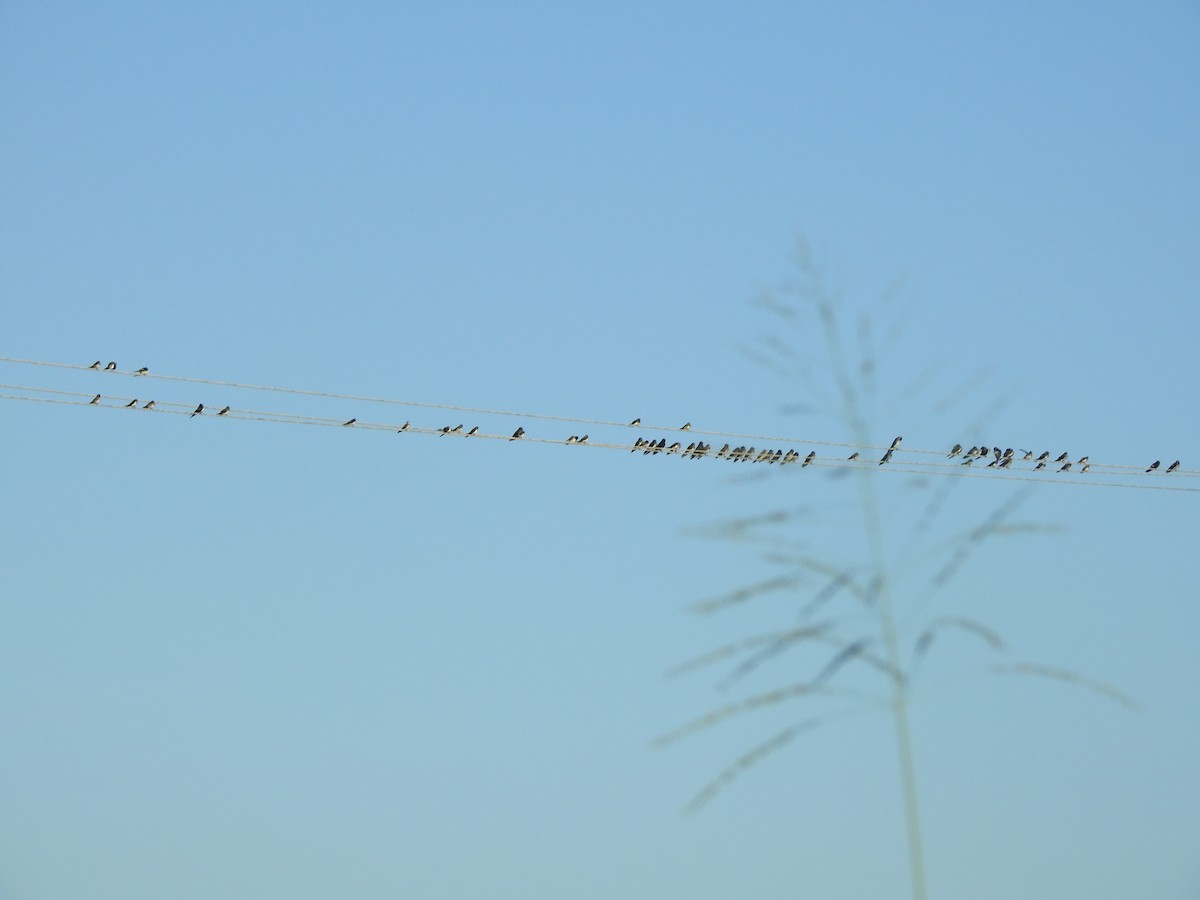 vlaštovka obecná - ML646002254