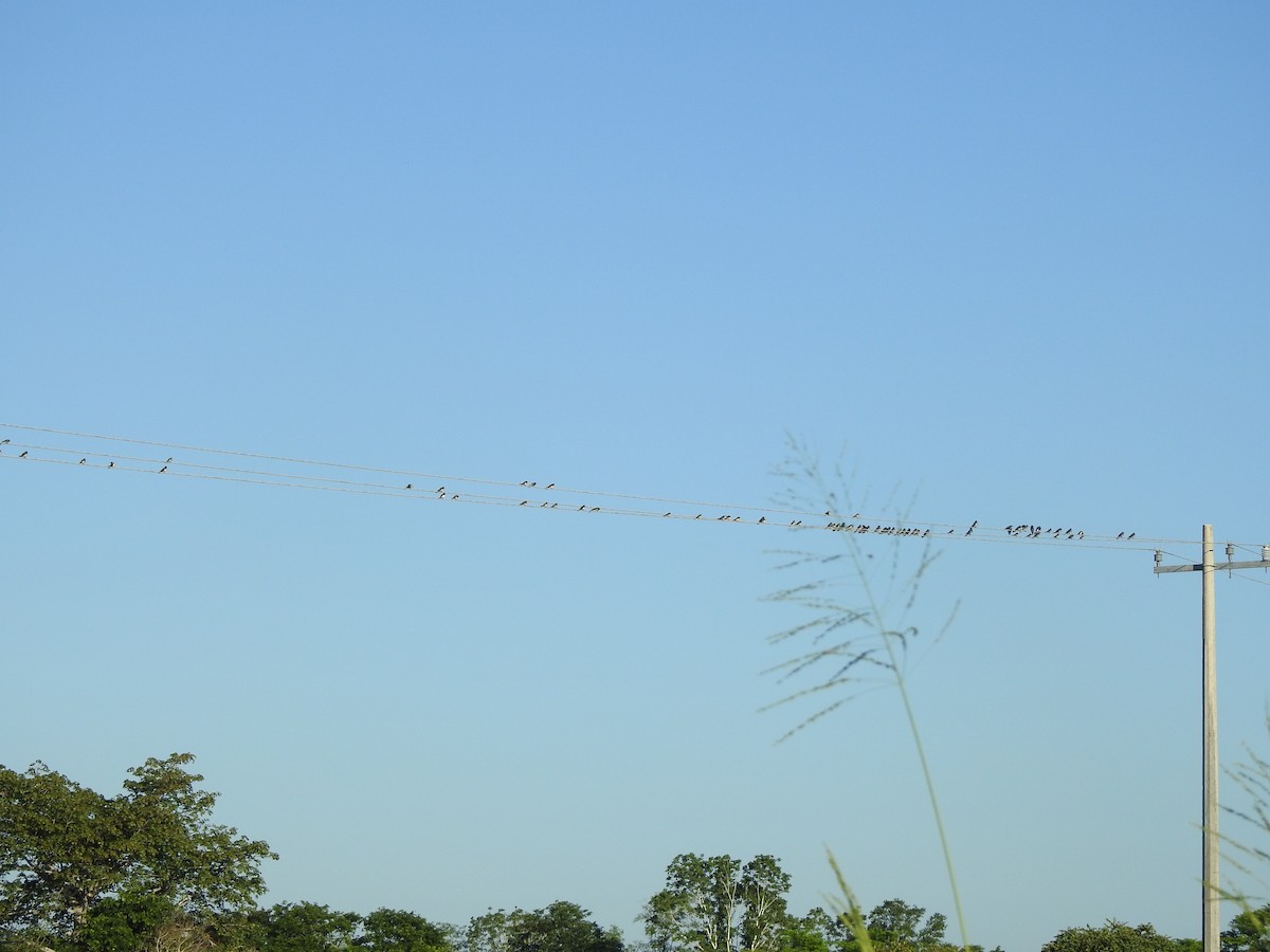 vlaštovka obecná - ML646002255