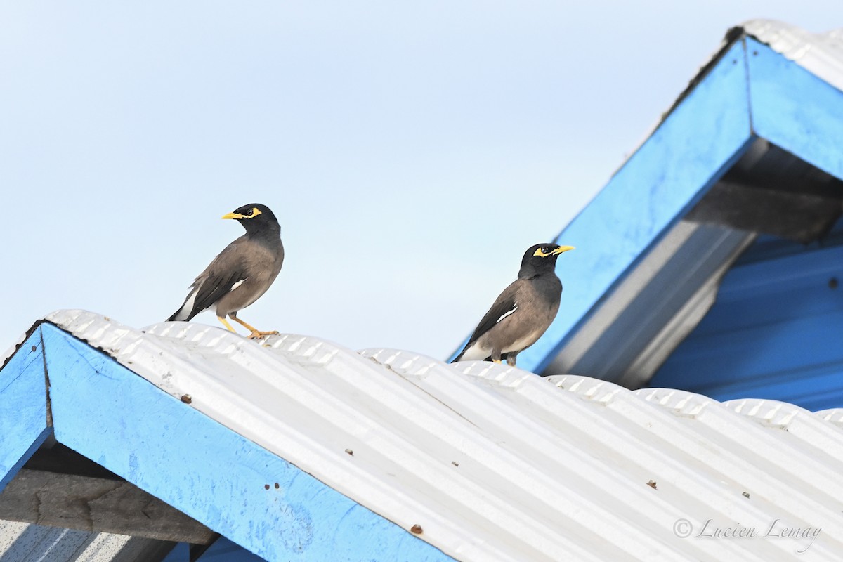 Майна індійська - ML646002256