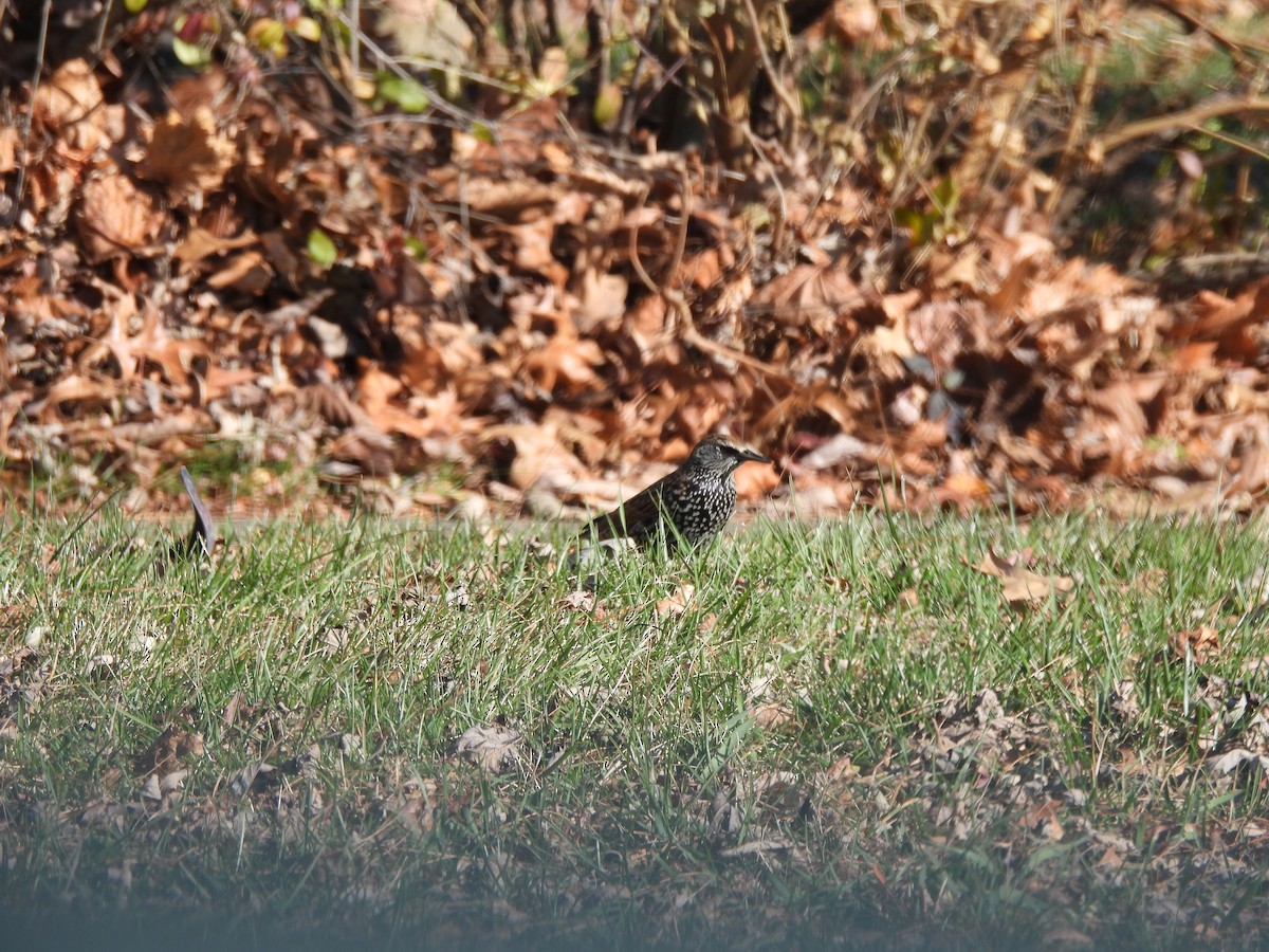 European Starling - ML646002257