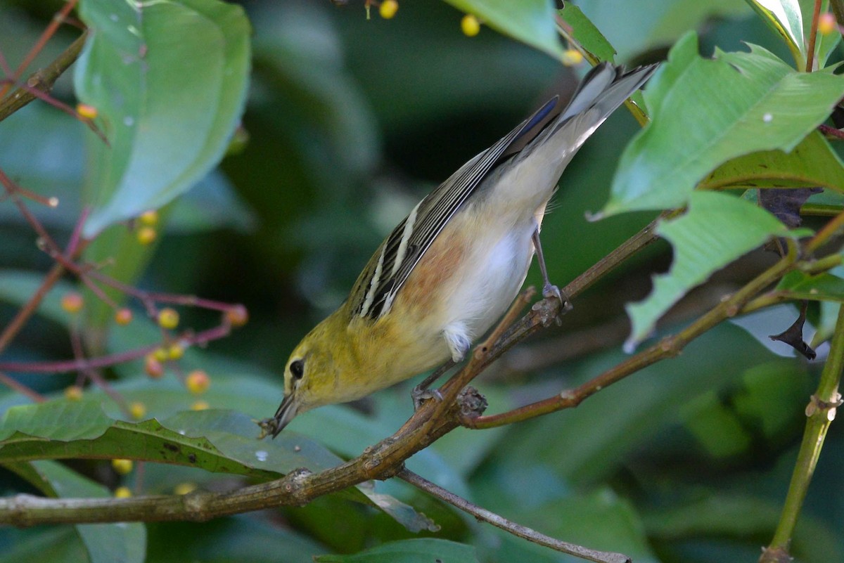 סבכון חום-ראש - ML646002258