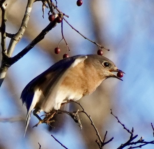 Eastern Bluebird - ML646002260