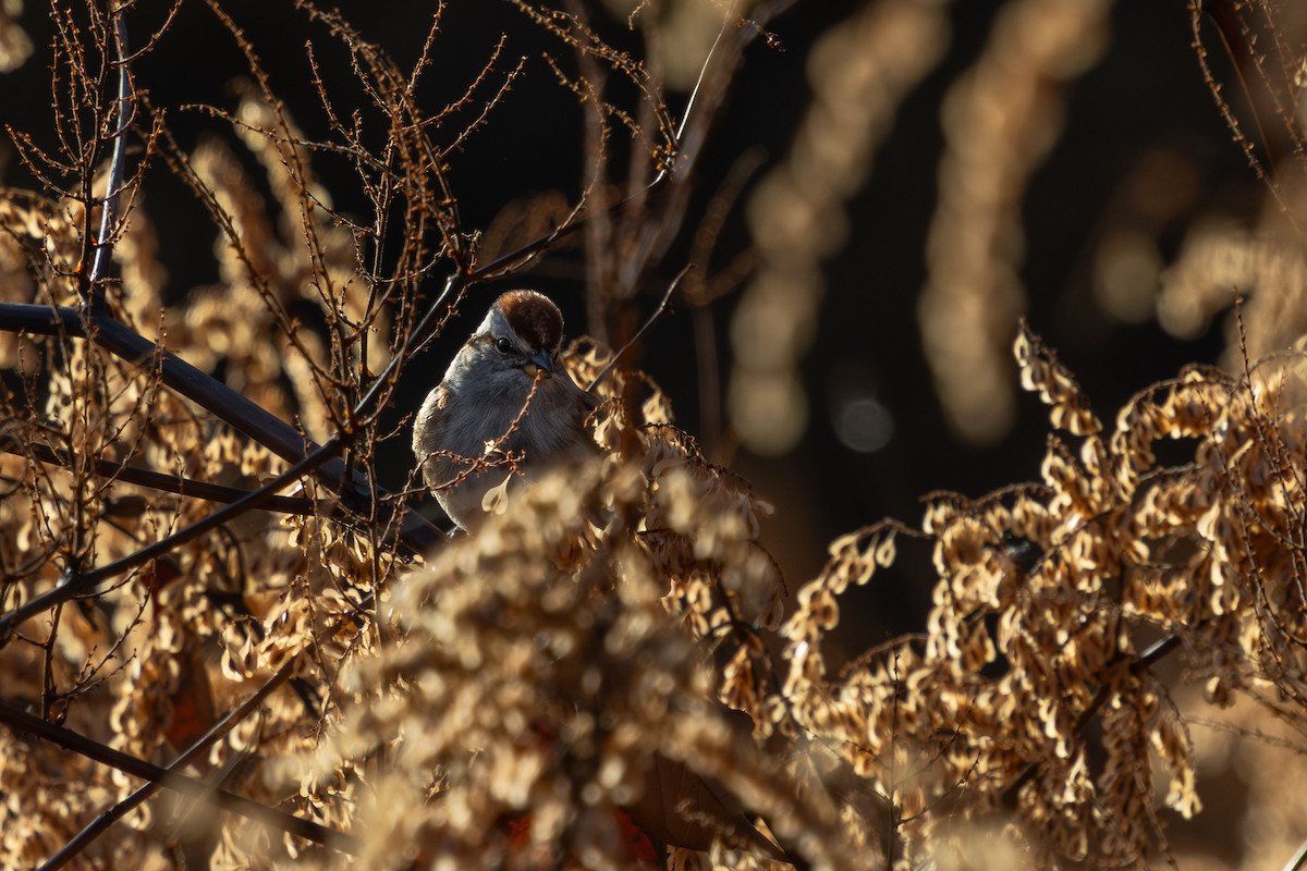 American Tree Sparrow - ML646002274
