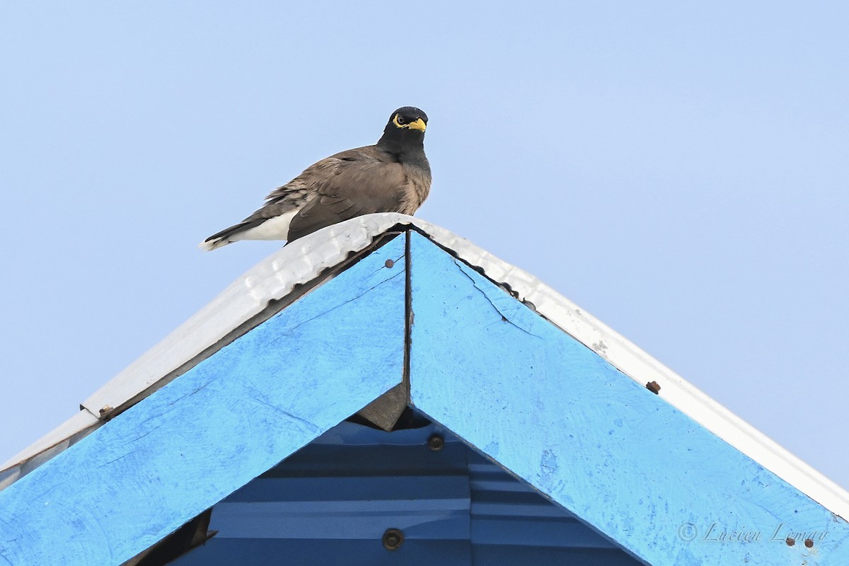 Майна індійська - ML646002275