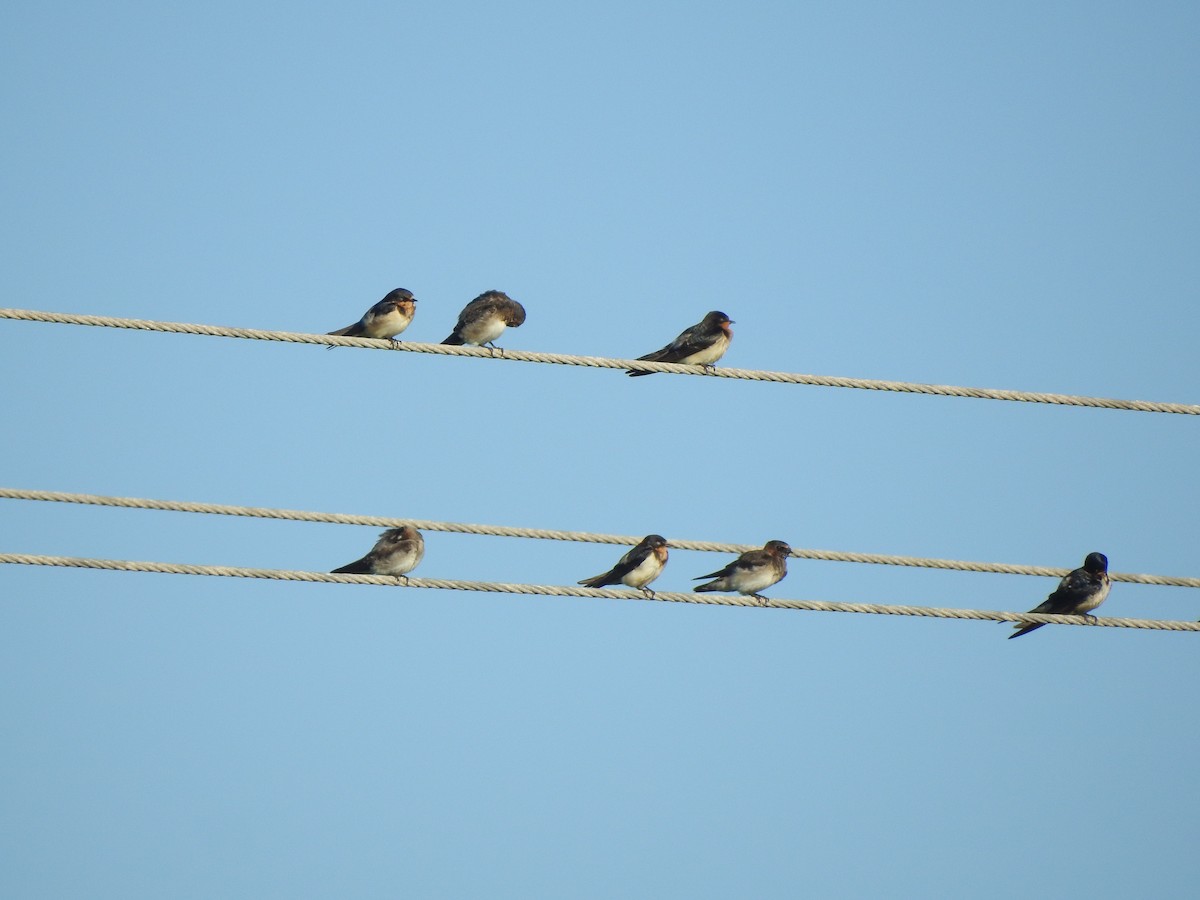 Purple Martin - ML646002278