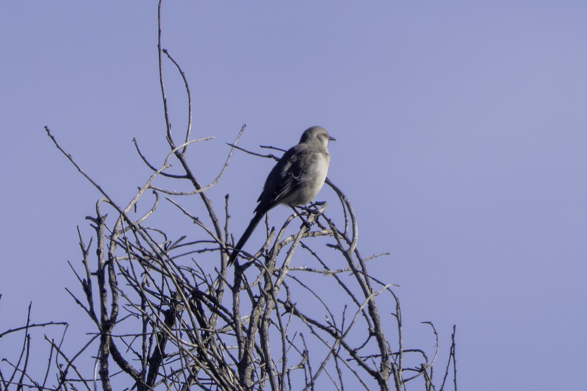 Northern Mockingbird - ML646002280