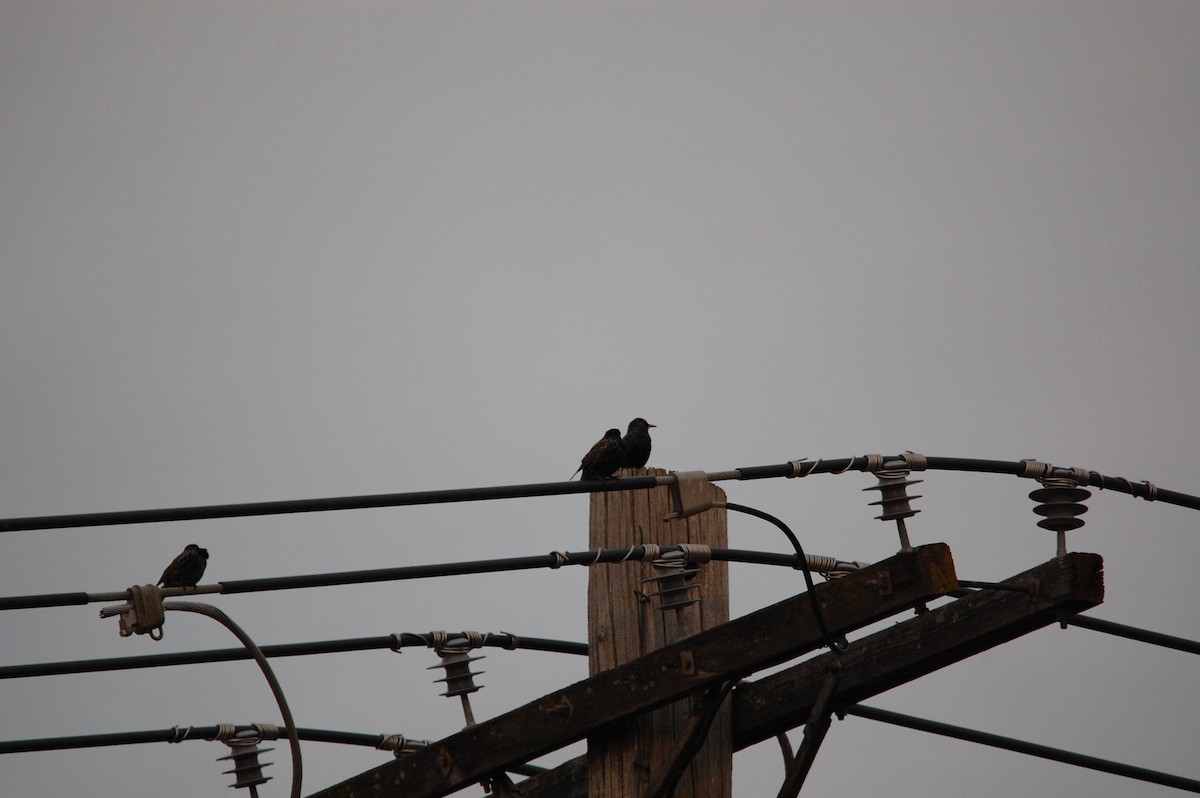 歐洲椋鳥 - ML646002281