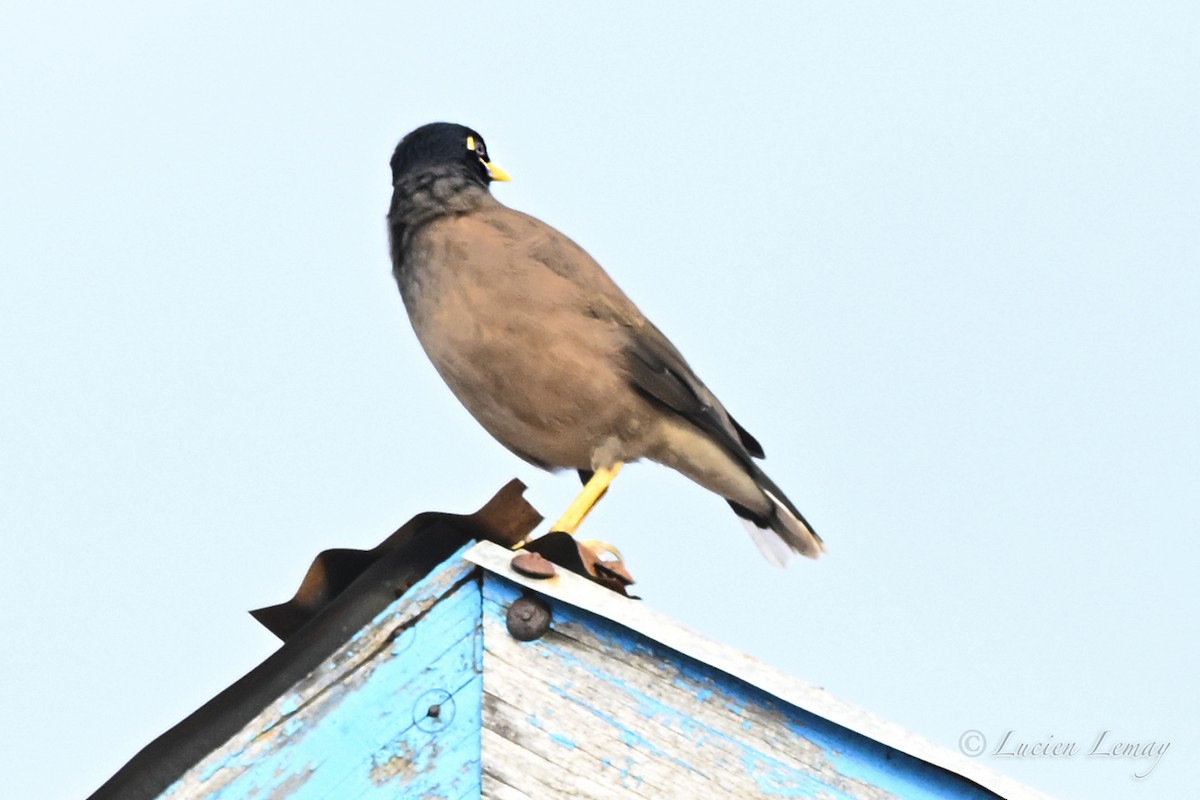 Майна індійська - ML646002288