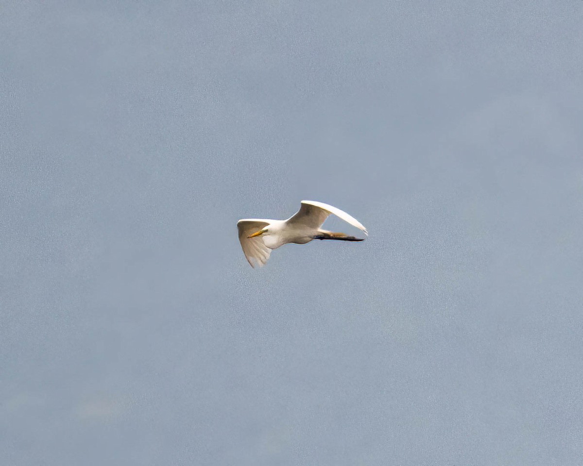 大白鷺 - ML646002289