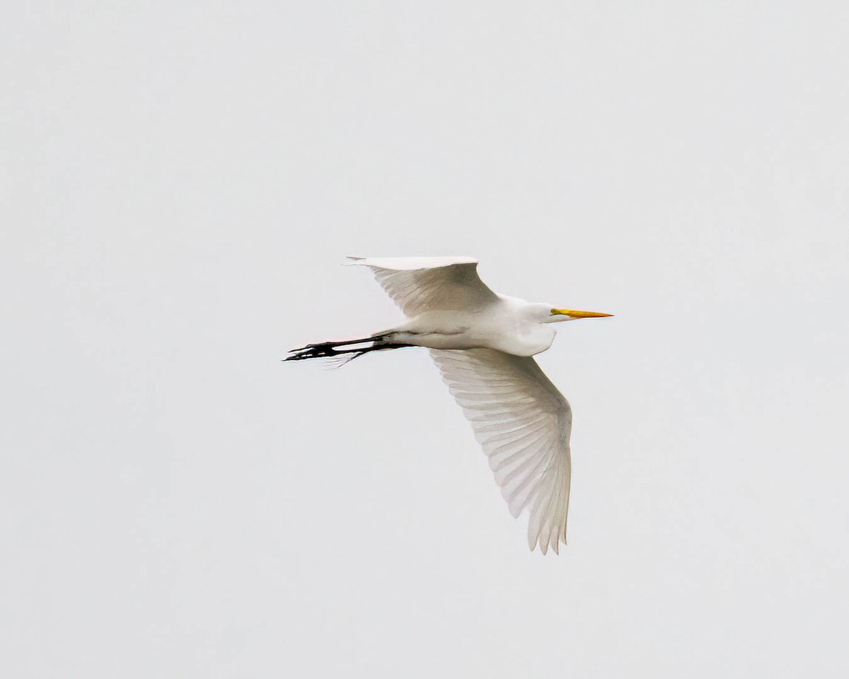 大白鷺 - ML646002290