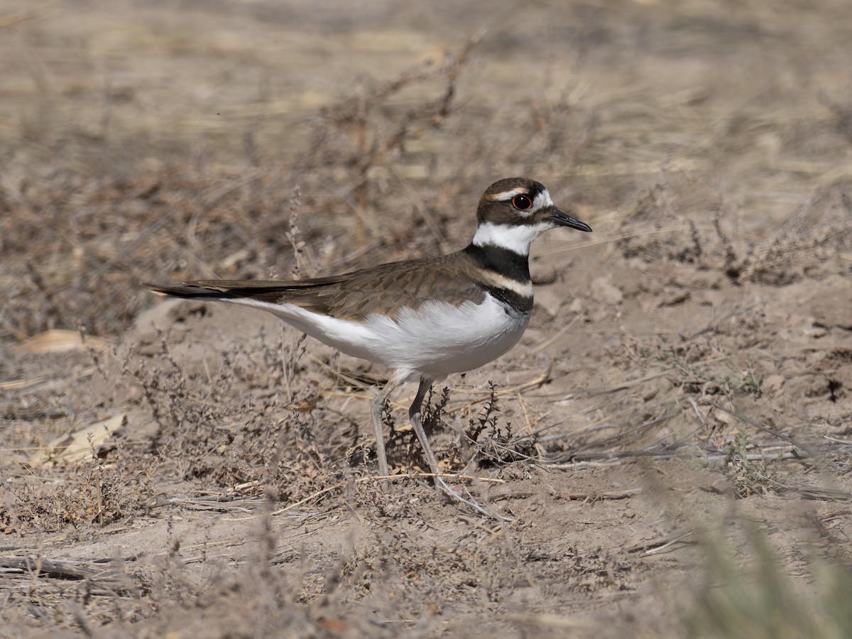 Killdeer - ML646002291
