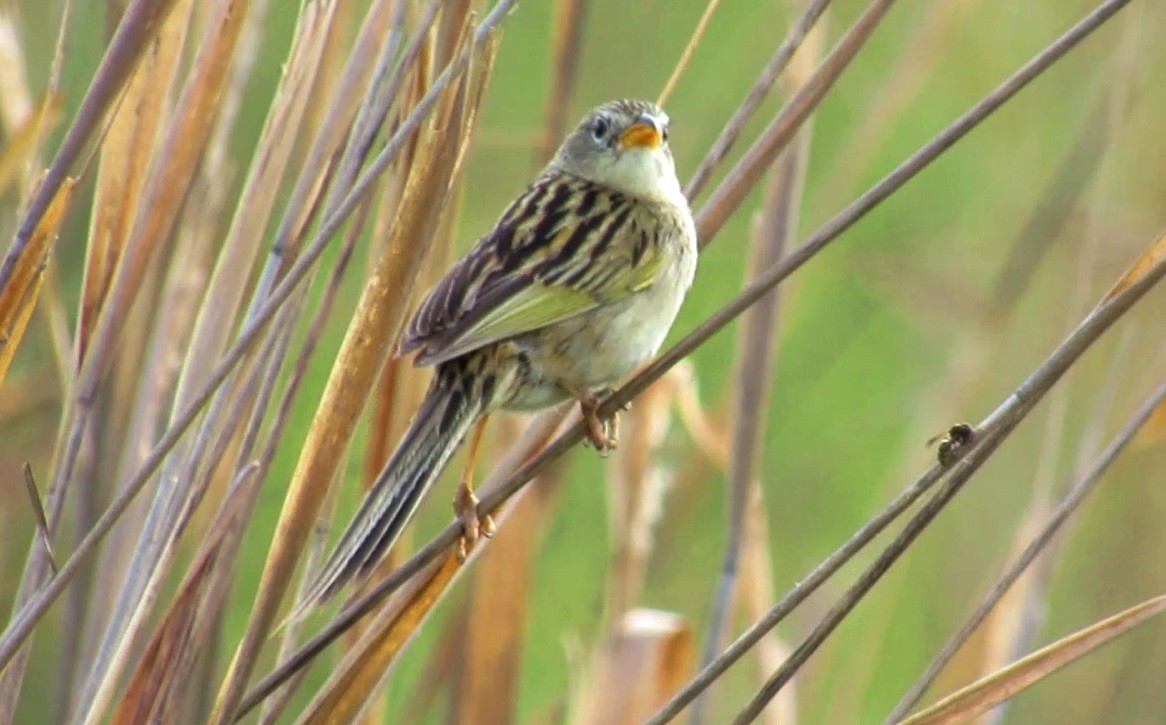 Wedge-tailed Grass-Finch - ML646002292