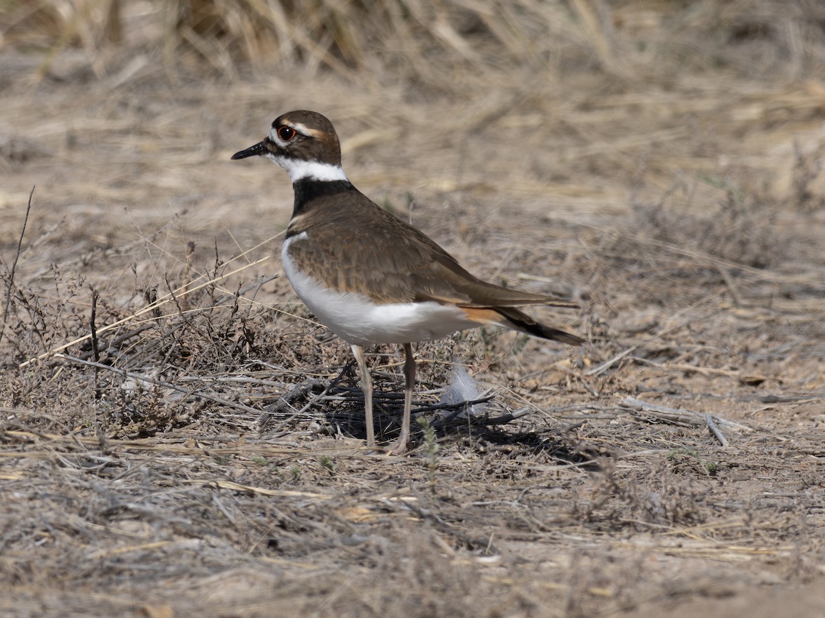 Killdeer - ML646002293