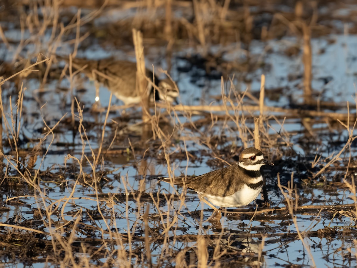 Killdeer - ML646002295