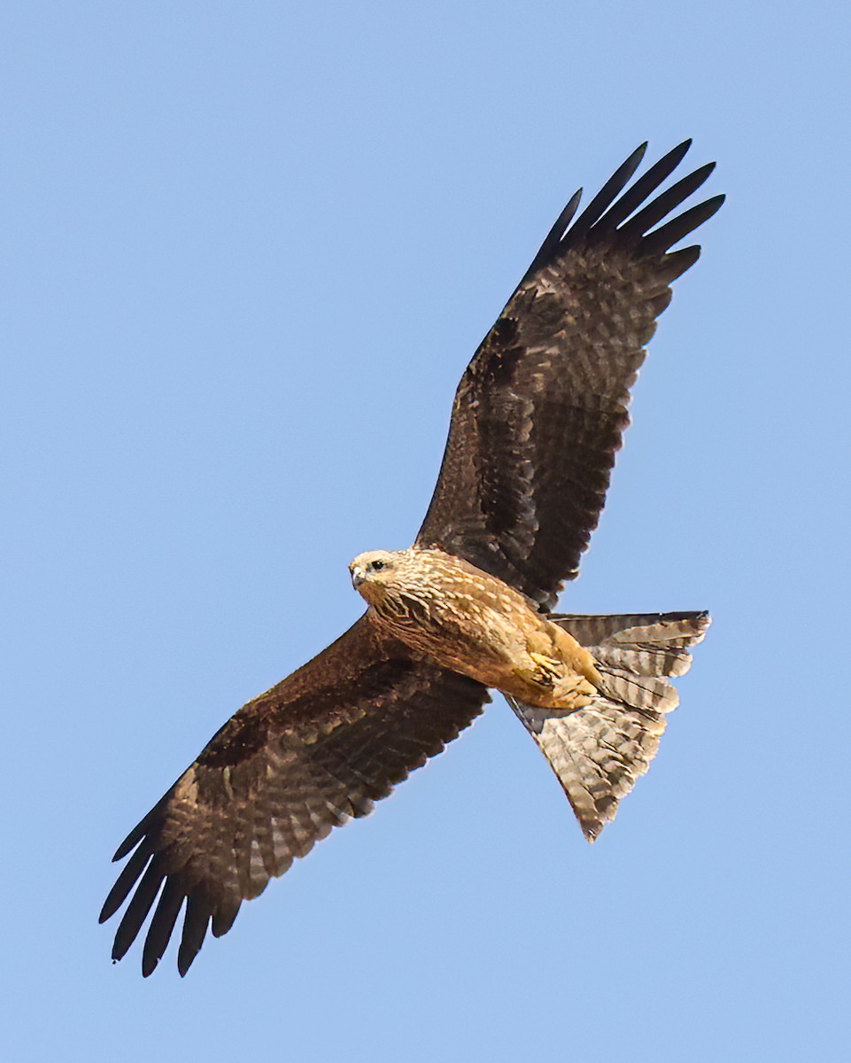 黑鳶(migrans群) - ML646002296