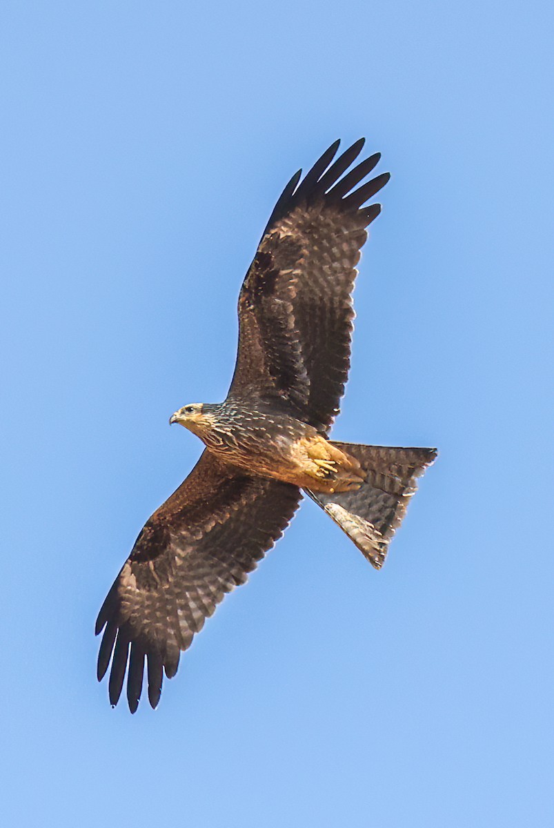 黑鳶(migrans群) - ML646002297