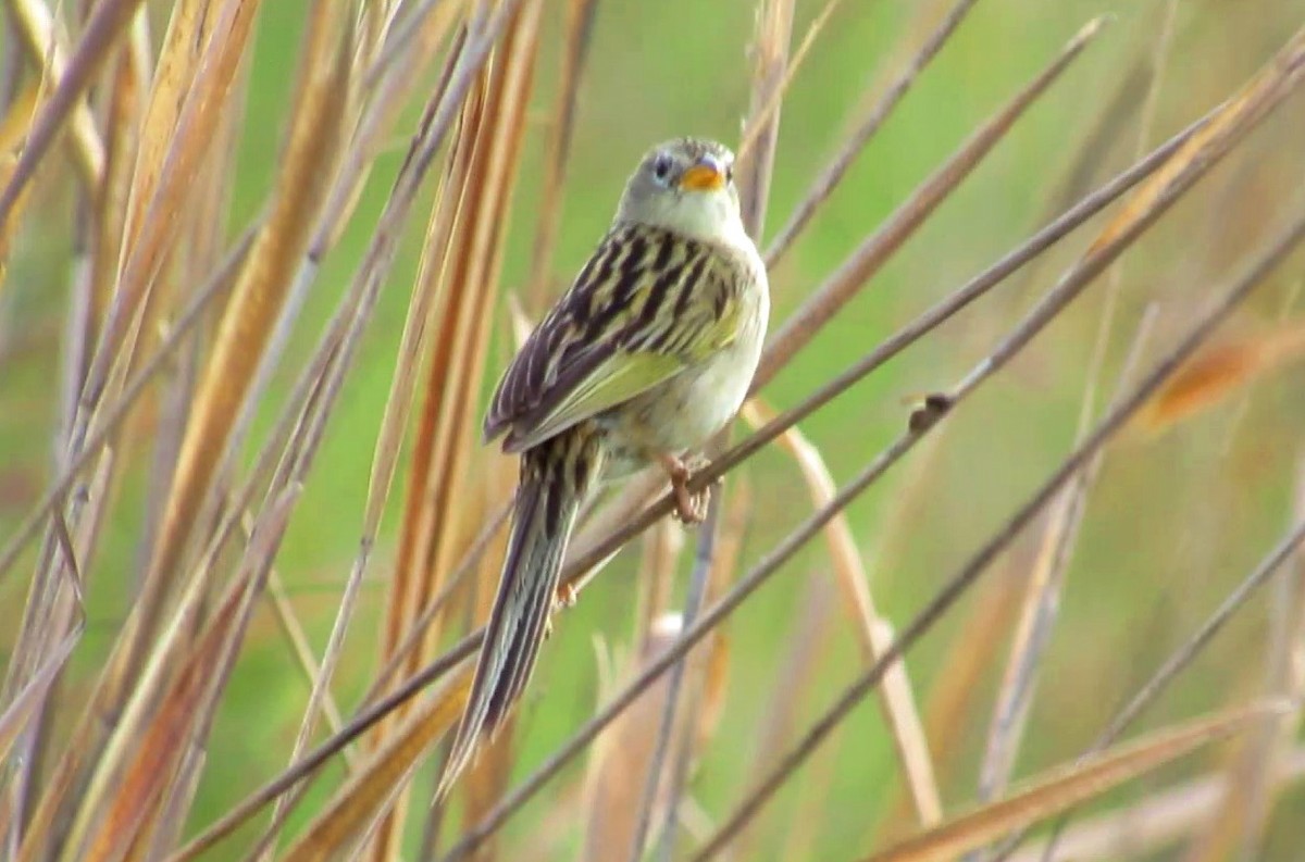 Wedge-tailed Grass-Finch - ML646002298