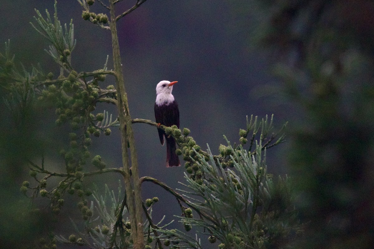 紅嘴黑鵯 - ML646002300